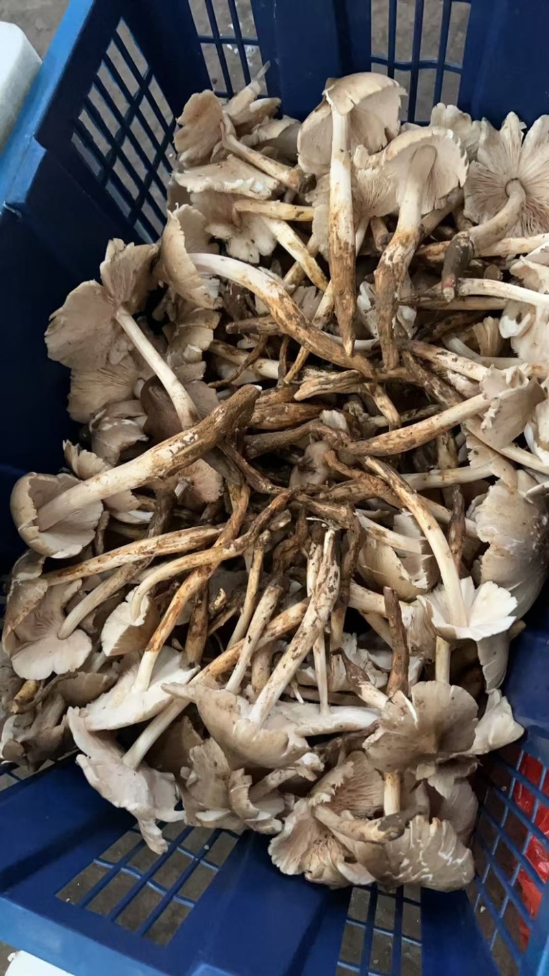 野生鸡纵现货