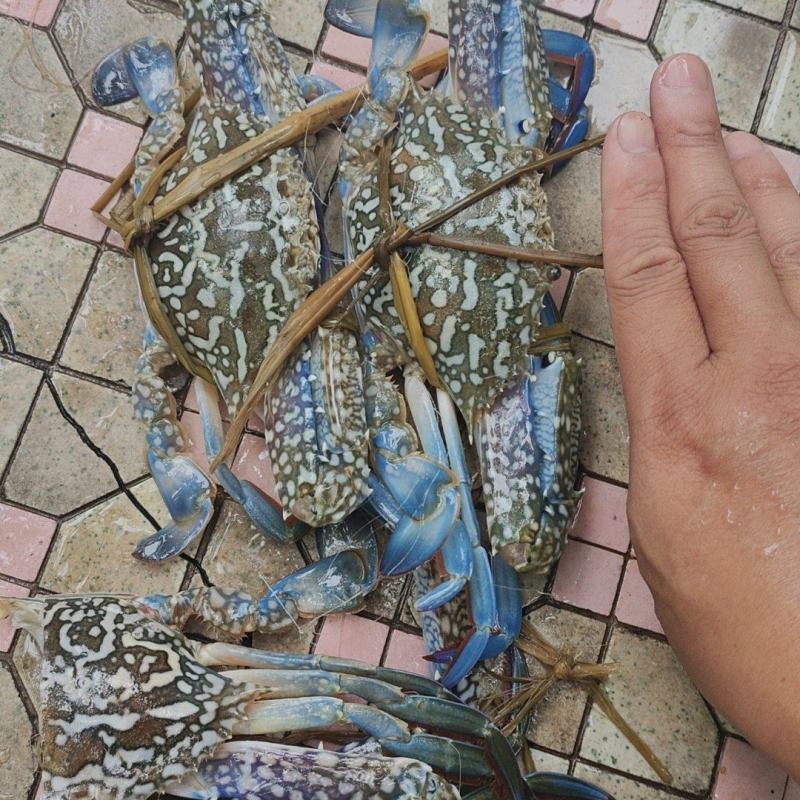 兰花蟹冻蟹