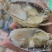 兰花蟹冻蟹