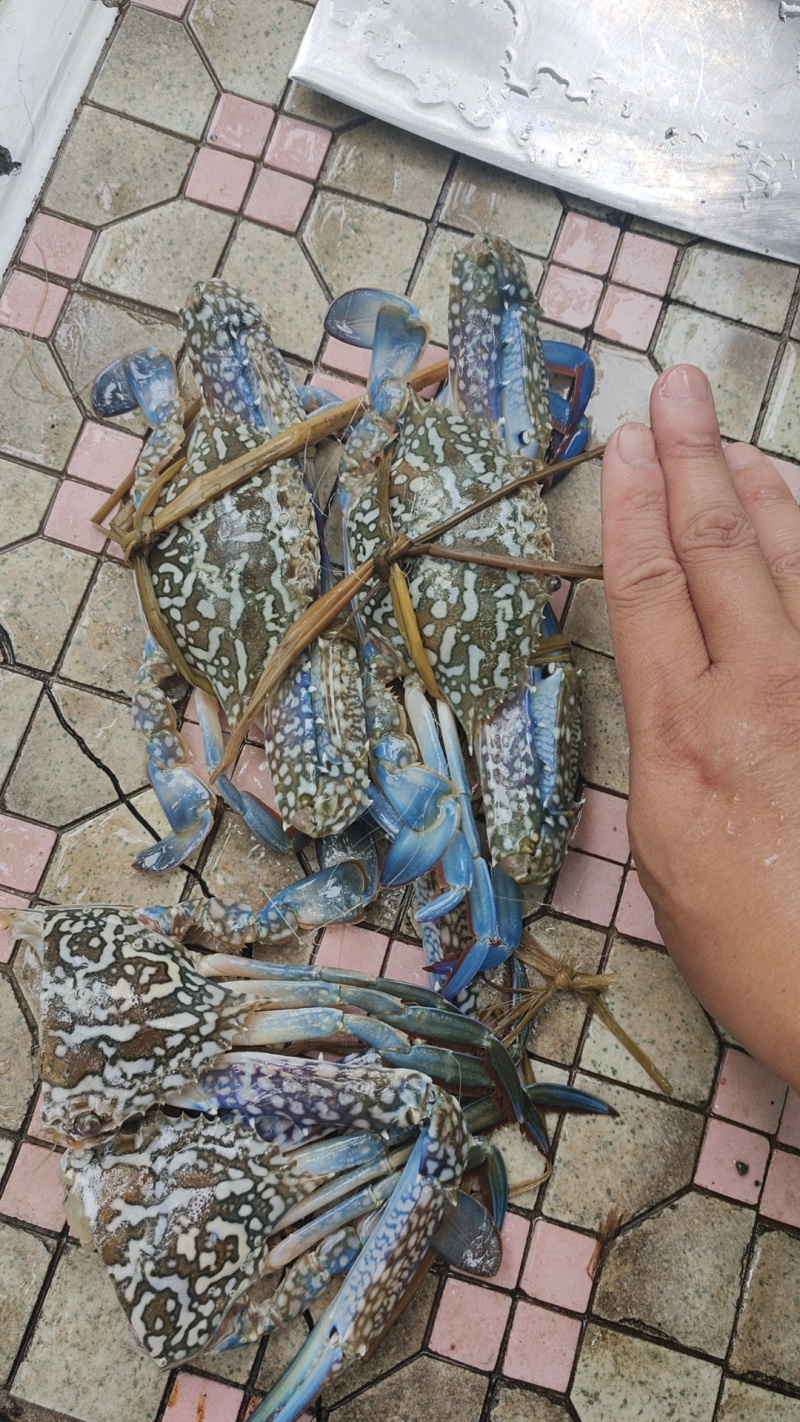 兰花蟹冻蟹