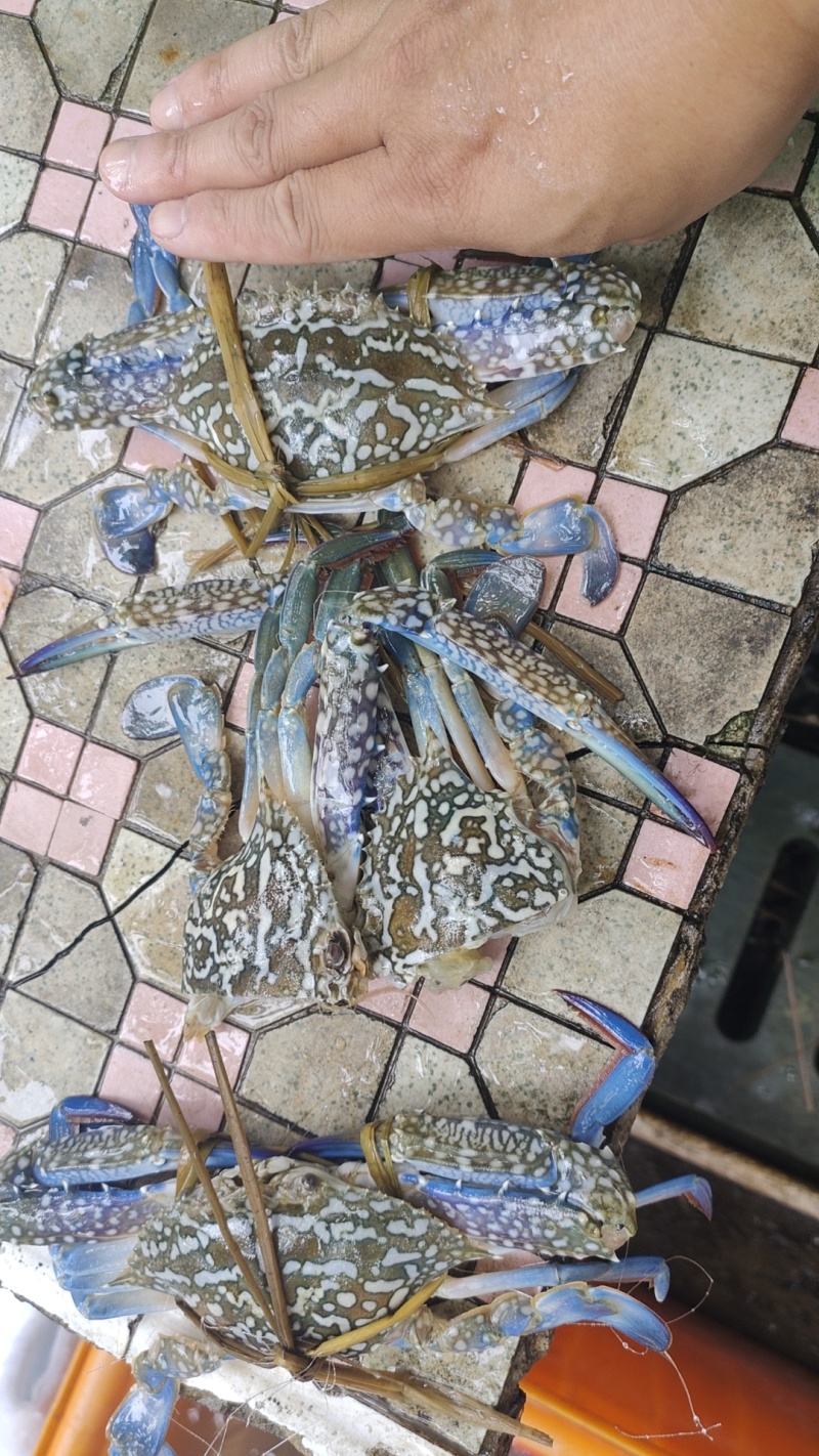 兰花蟹冻蟹