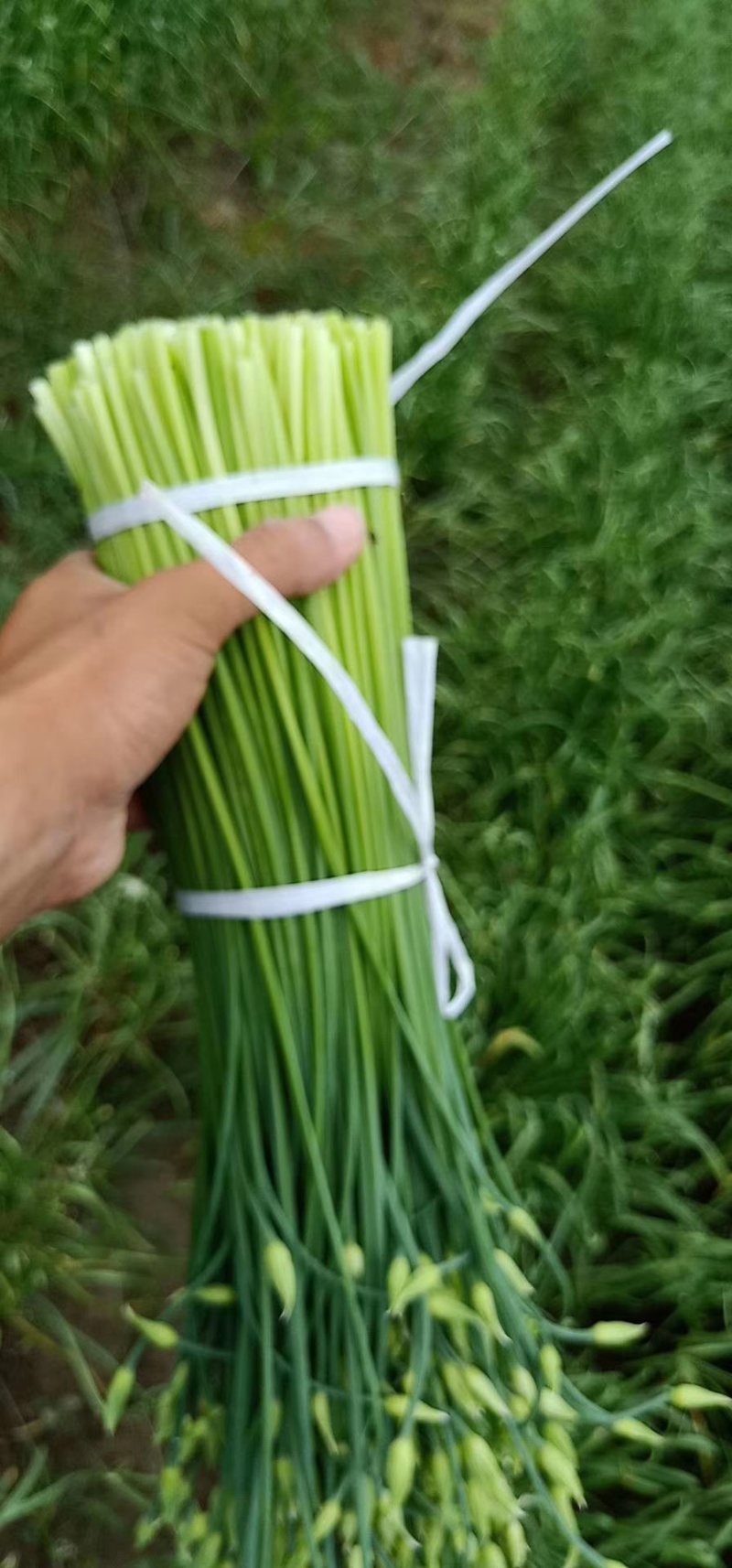 《韭菜苔》韮苔上海基地直发保质保量一条龙服务量大从优