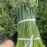 《韭菜苔》韮苔上海基地直发保质保量一条龙服务量大从优