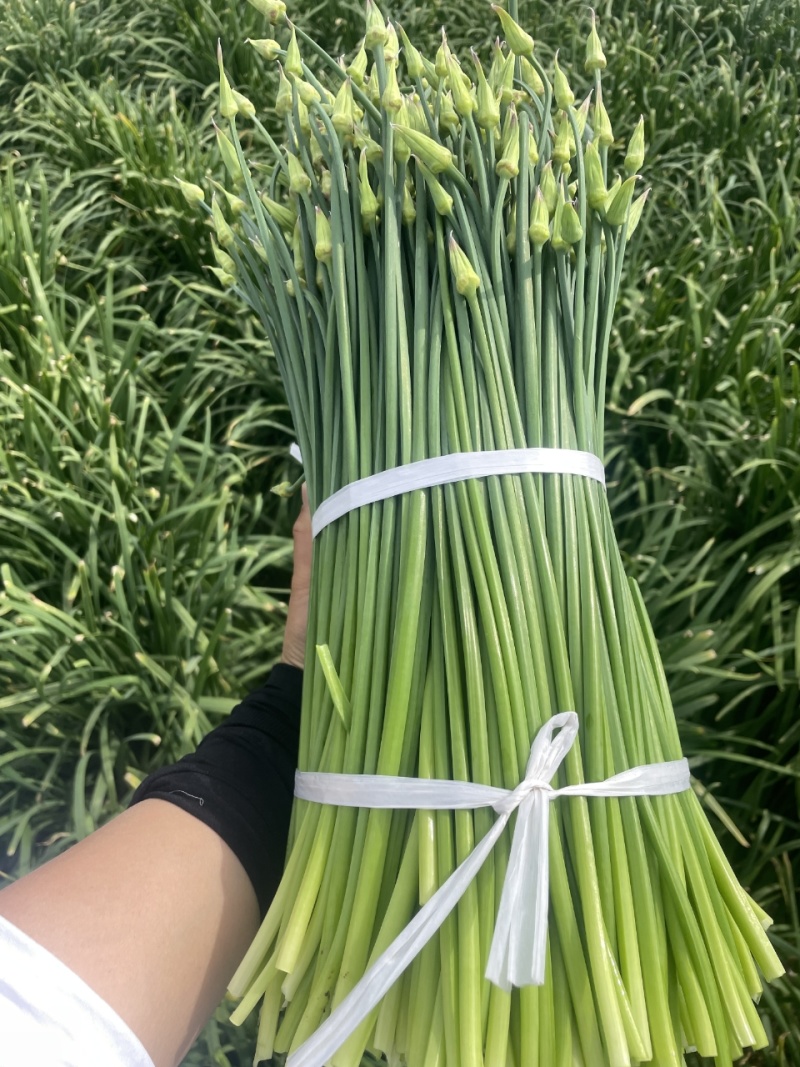 江苏韭菜苔韮苔基地直发保质保量大量现货对接商超电商团购