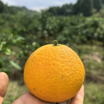 【热销产品】潼南爱媛果冻橙/优质橙子/产地直发/果冻橙