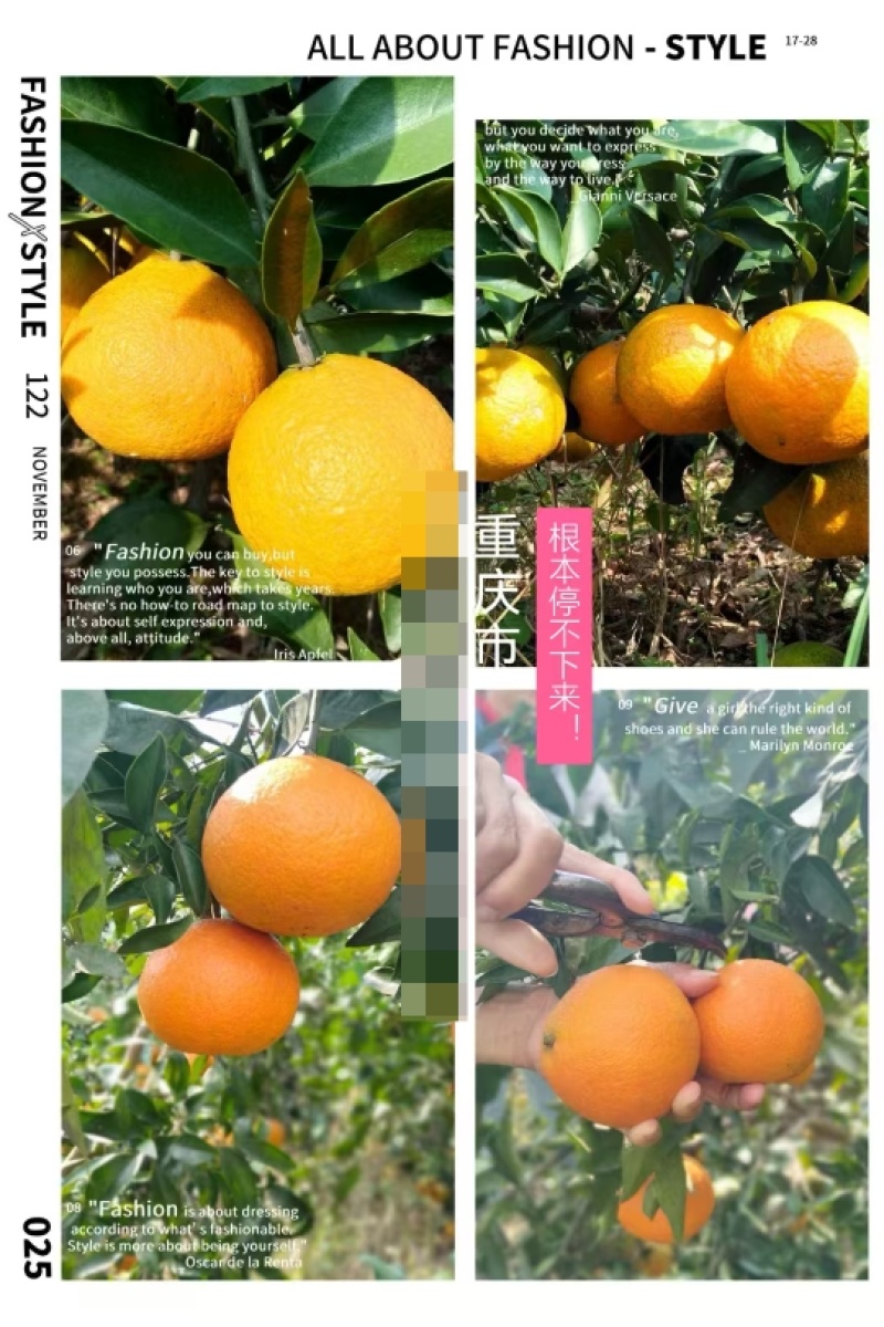 【热销产品】潼南爱媛果冻橙/优质橙子/产地直发/果冻橙