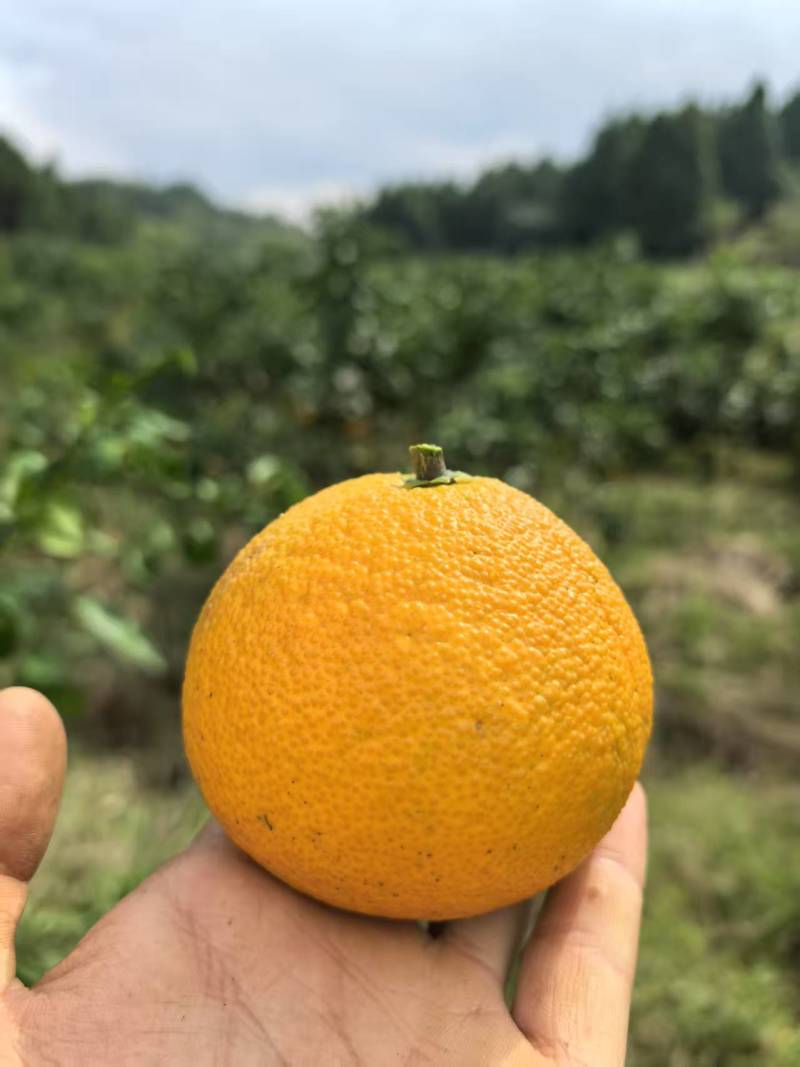 【热销产品】潼南爱媛果冻橙/优质橙子/产地直发/果冻橙