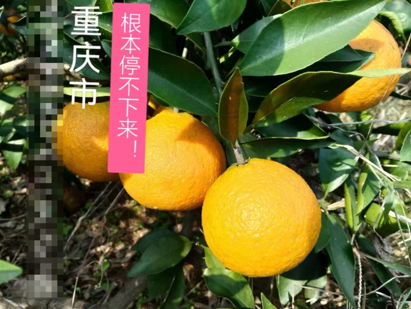 【热销产品】潼南爱媛果冻橙/优质橙子/产地直发/果冻橙