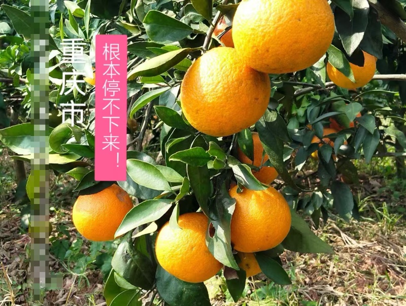 【热销产品】潼南爱媛果冻橙/优质橙子/产地直发/果冻橙