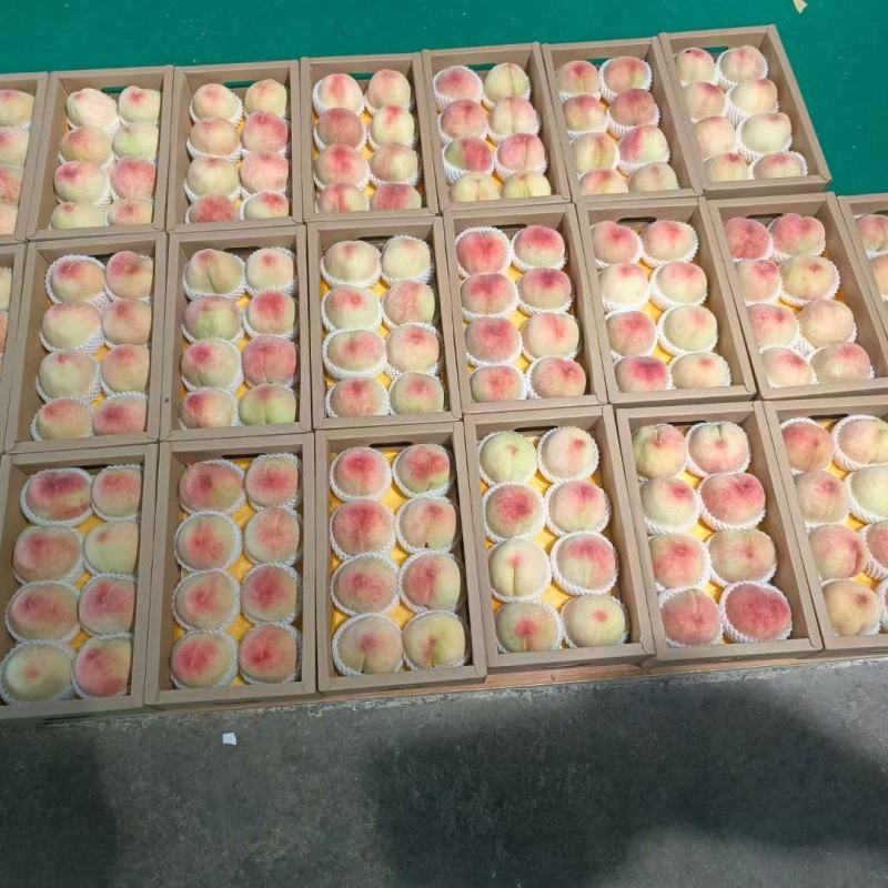 阳山水蜜桃、精品、规格齐全、一手货源，批发、电商一件代发
