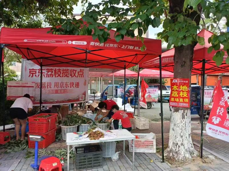 荔枝糯米糍广东东莞正宗岭南荔枝优质品种