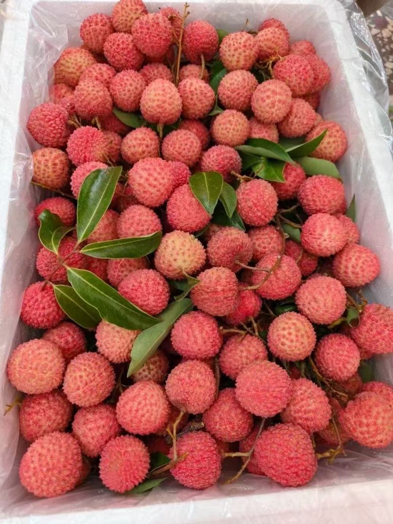 荔枝桂味广东东莞桂味荔枝
