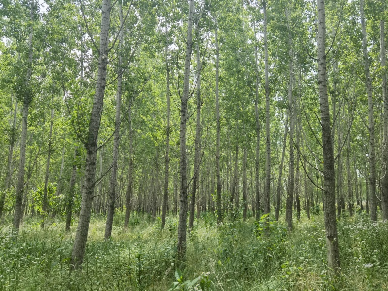 杨树原产地没有中间商杨树木材已成才9年的杨树木质很好。