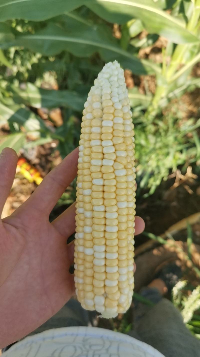 花超玉米，3天上市10吨