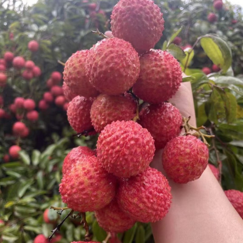广东惠州沥林镇桂味荔枝供应自家荔枝协助装车