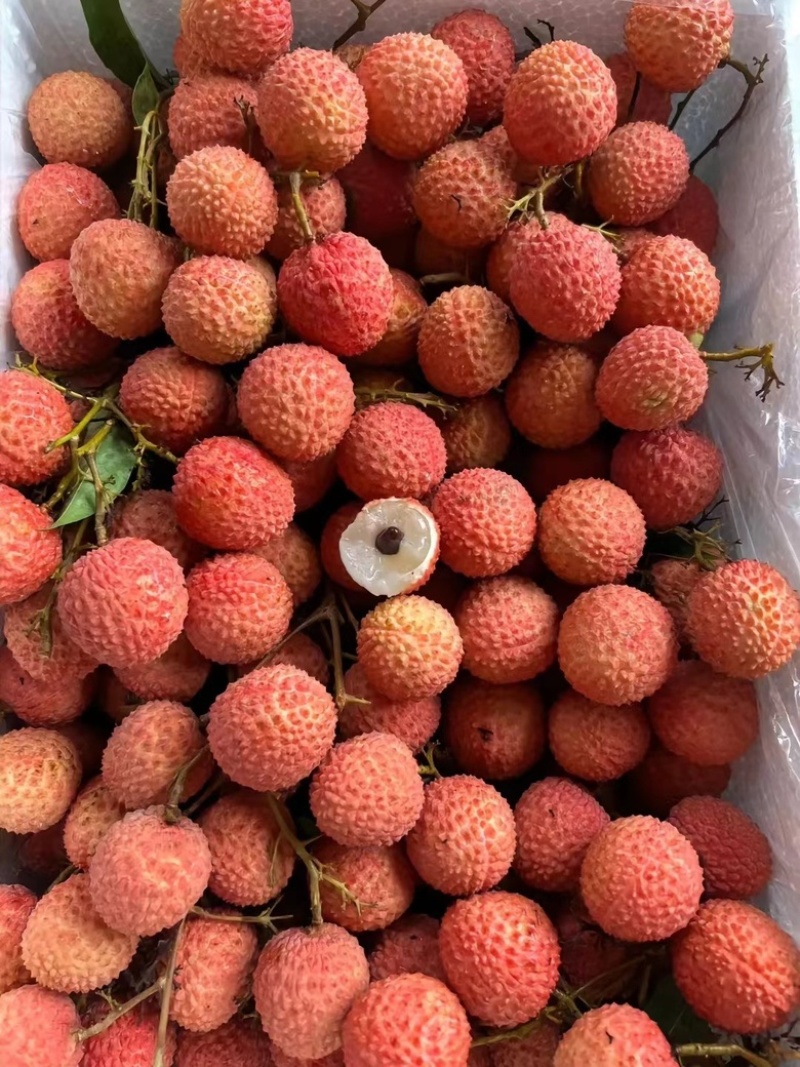 广东惠州沥林镇桂味荔枝供应自家荔枝协助装车
