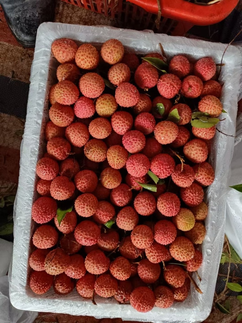 广东惠州沥林镇桂味荔枝供应自家荔枝协助装车