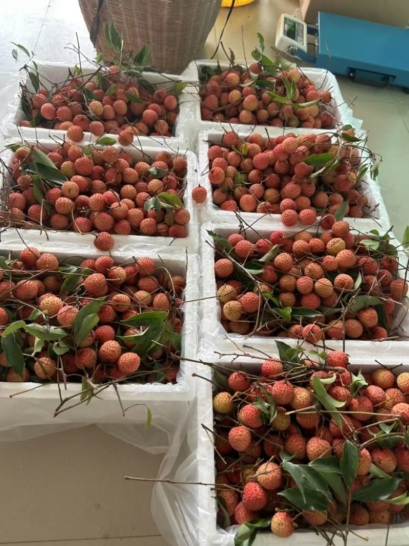 广东惠州沥林镇桂味荔枝供应自家荔枝协助装车