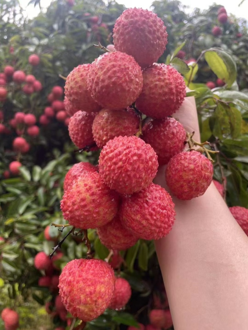 广东惠州沥林镇桂味荔枝供应自家荔枝协助装车