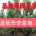 嵊州金庭特产桃形李红心李自家果园产地直发7月五号上市