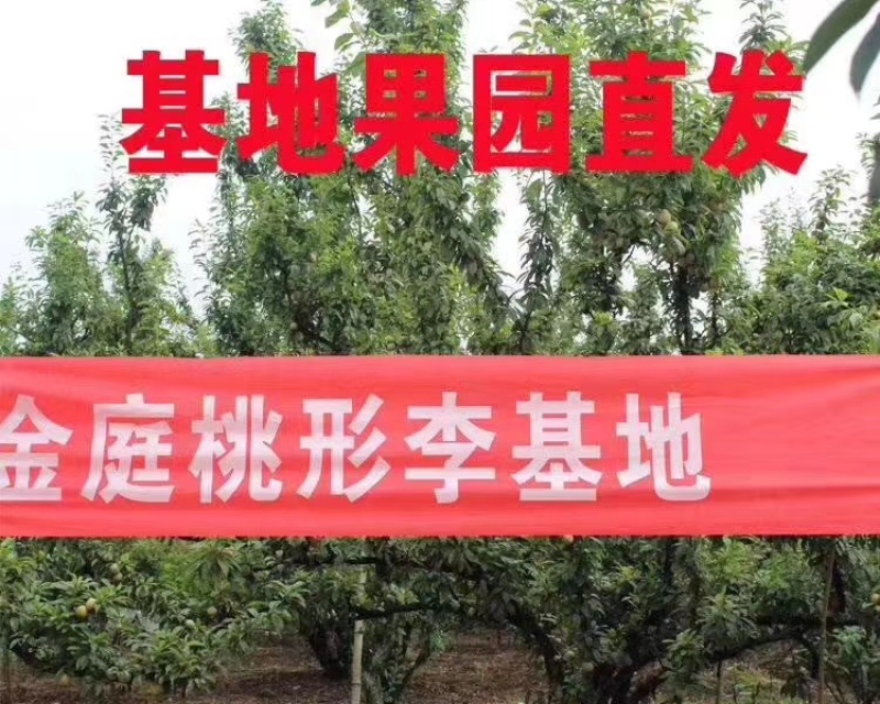 嵊州金庭特产桃形李红心李自家果园产地直发7月五号上市