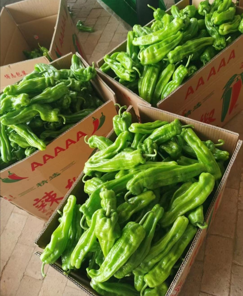 薄皮椒，芜湖椒，高山辣椒大量供应，质量保证，诚信经营