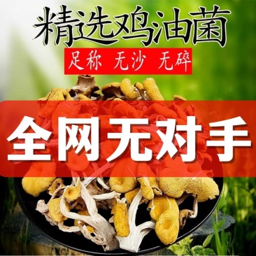 福建鸡油菌干货批发榆黄菇干货批发，一键代发！干鸡油菌