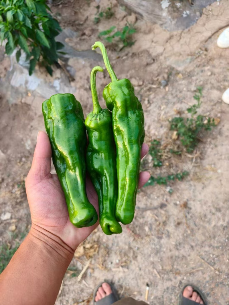 【优质推荐】泡椒规格齐全大量有货量大从优保质保量