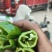 【优质推荐】泡椒规格齐全大量有货量大从优保质保量