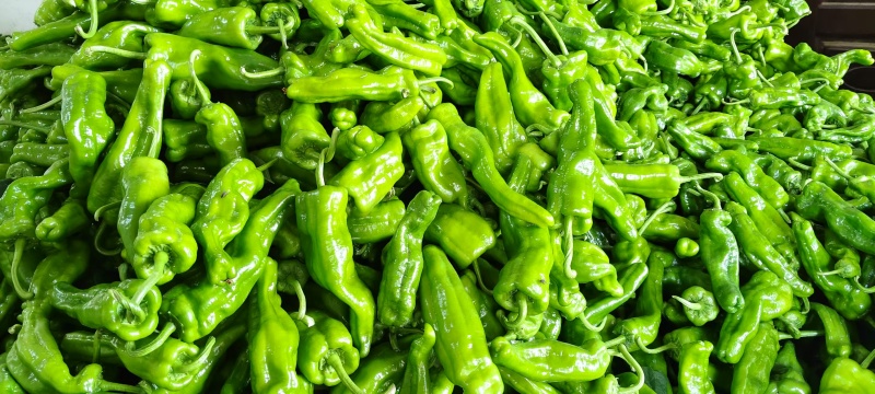 【优质推荐】泡椒规格齐全大量有货量大从优保质保量