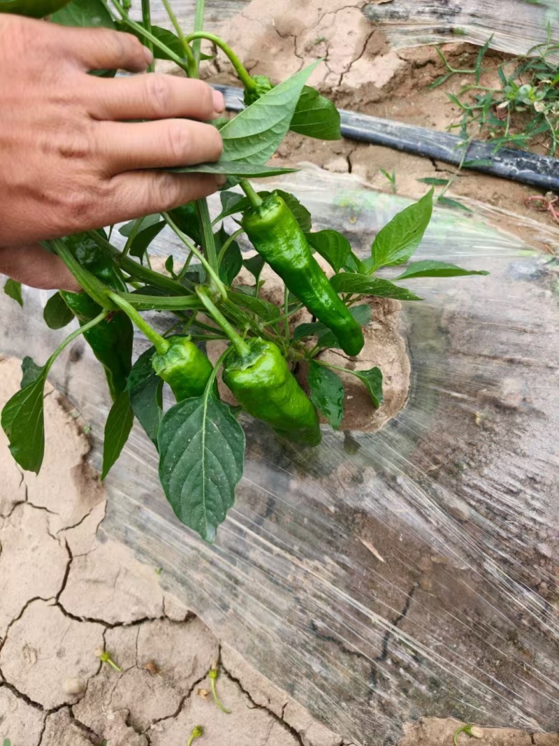 【优质推荐】泡椒规格齐全大量有货量大从优保质保量