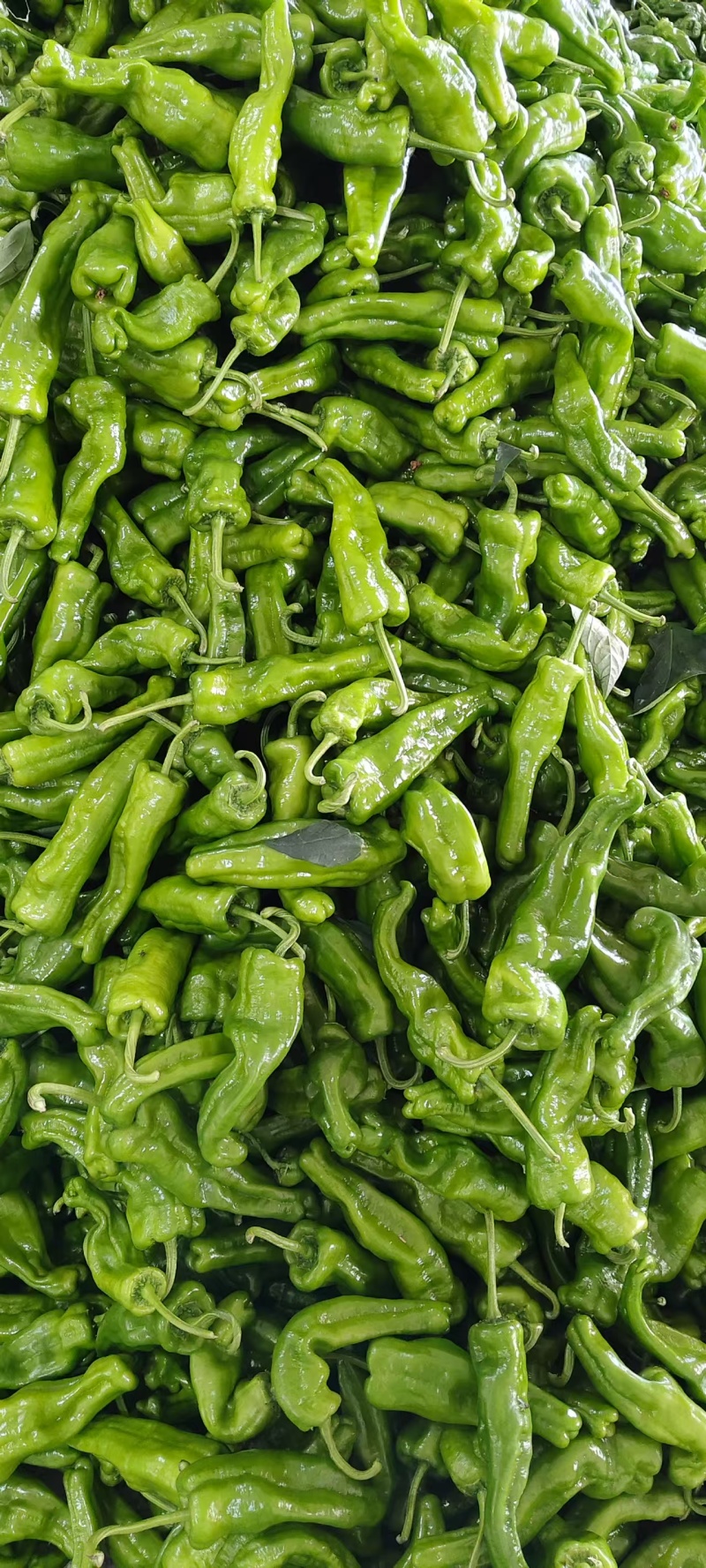 【优质推荐】泡椒规格齐全大量有货量大从优保质保量