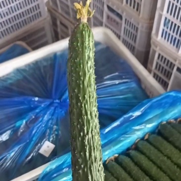 聊城精品黄瓜