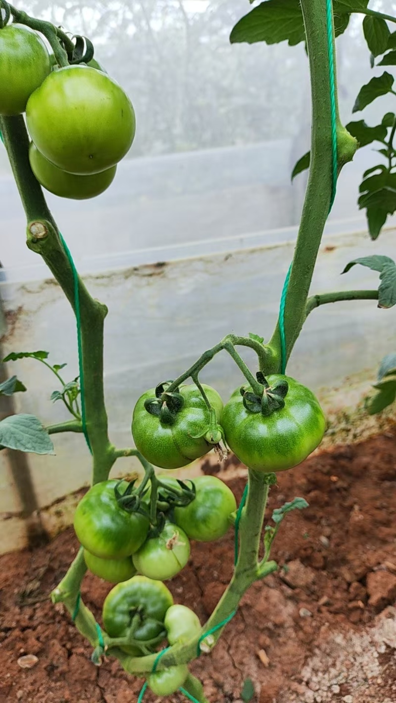 自然农法种植水果牧心西红柿，均果，自然成熟，味道纯正