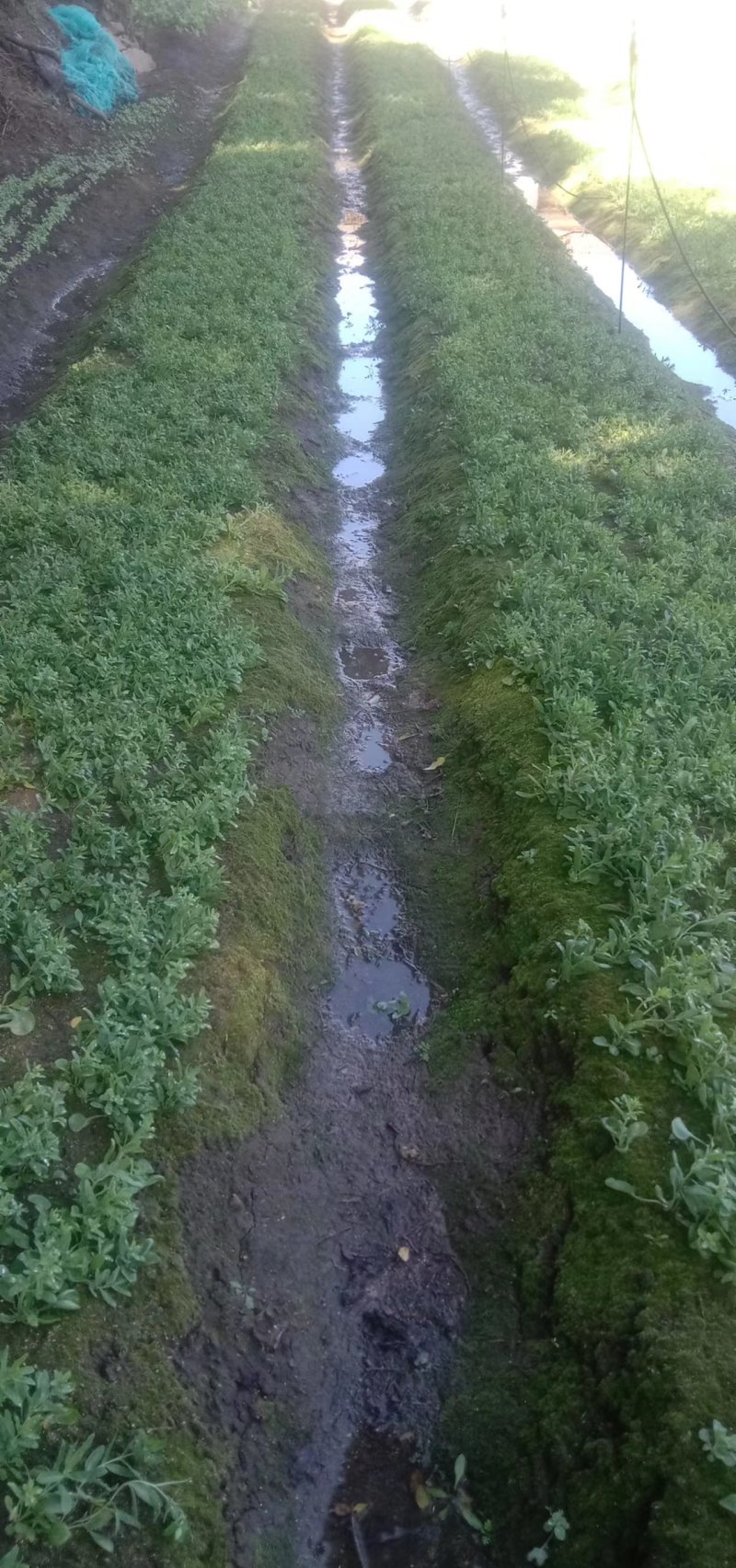 大量出售红景天苗，苍术苗