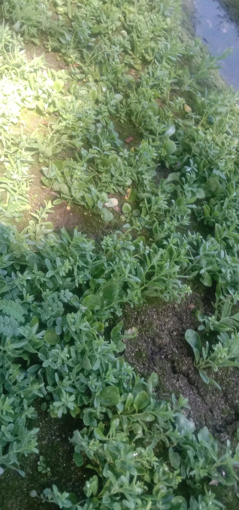 大量出售红景天苗，苍术苗