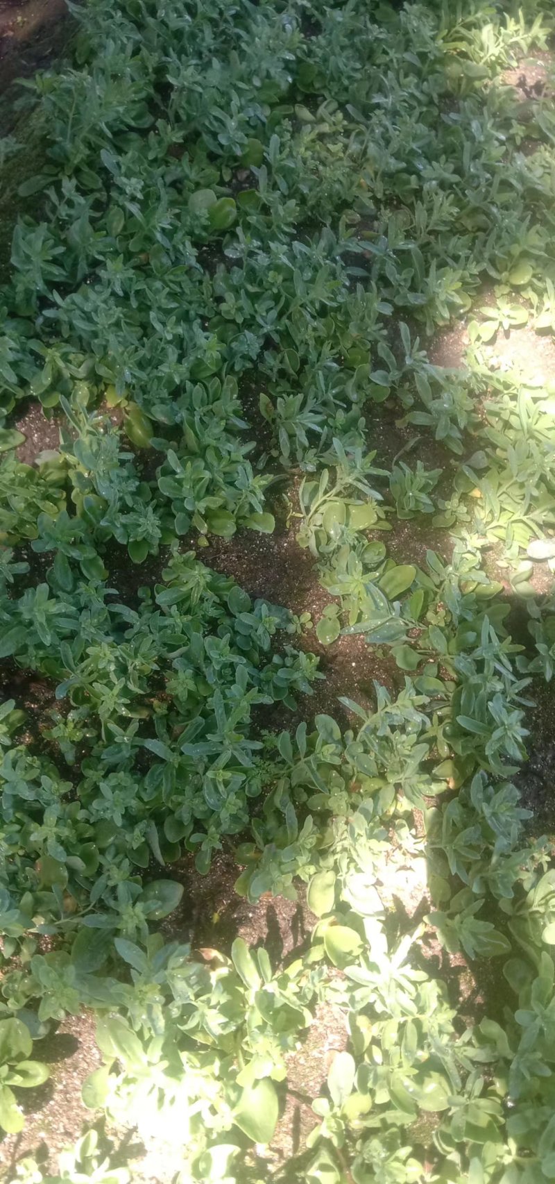 大量出售红景天苗，苍术苗