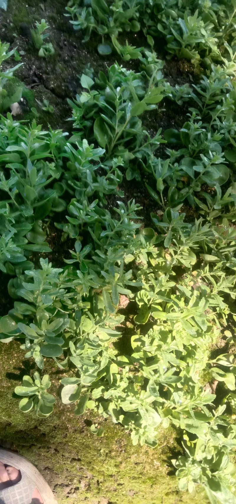 大量出售红景天苗，苍术苗