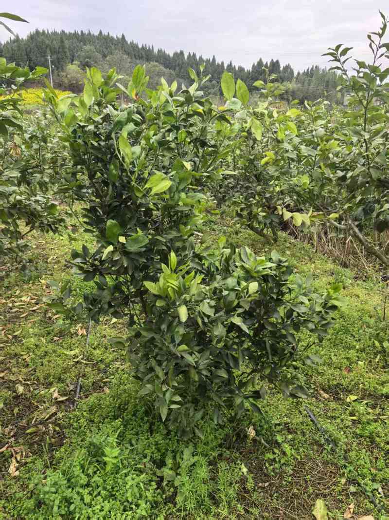 【实力商家】柑平皇后柑橘果树苗/甘平柑橘树苗/产地直发