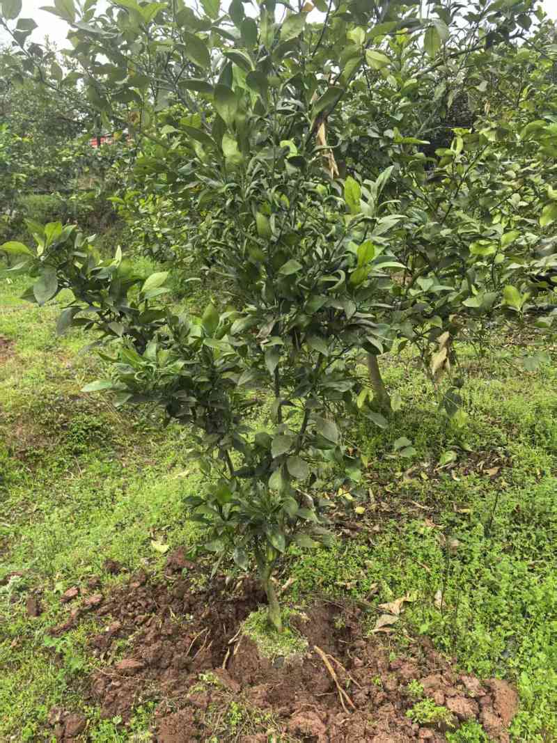 【实力商家】柑平皇后柑橘果树苗/甘平柑橘树苗/产地直发