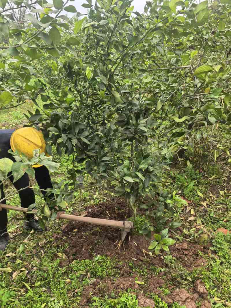 【实力商家】柑平皇后柑橘果树苗/甘平柑橘树苗/产地直发
