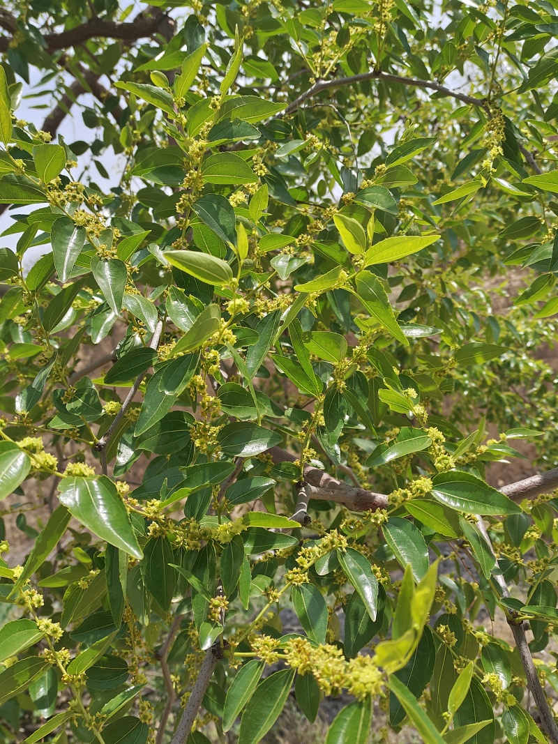 新鲜枣花蜜