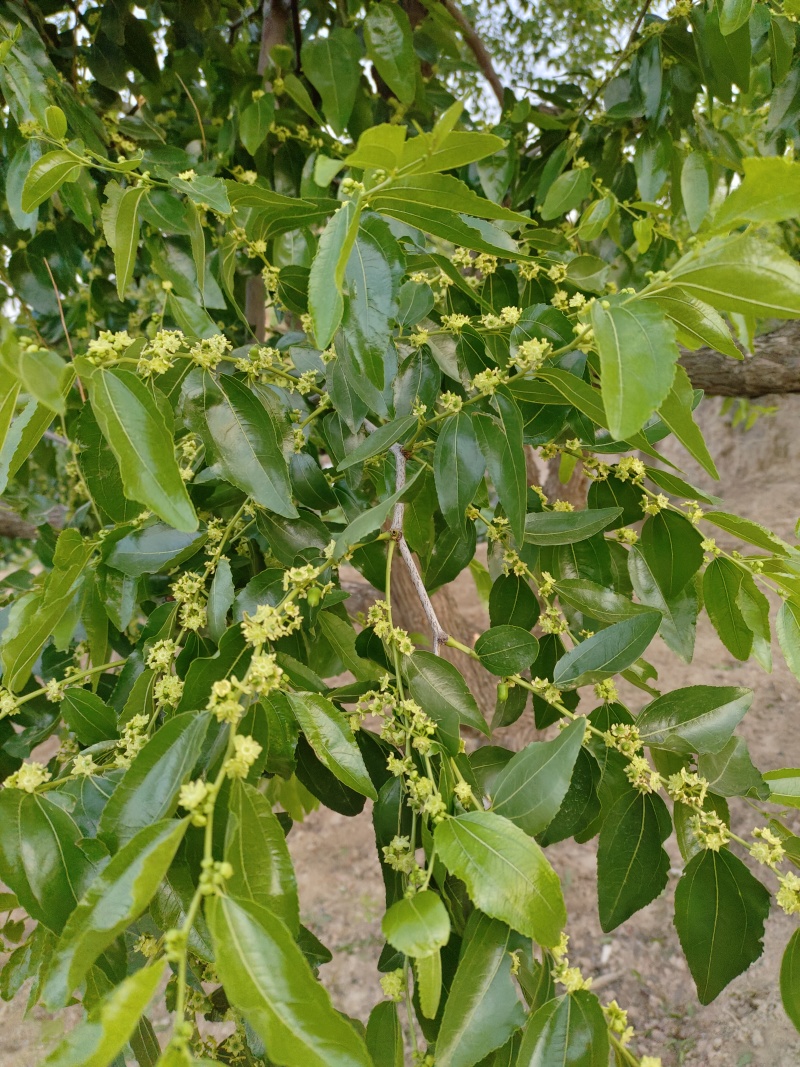 新鲜枣花蜜