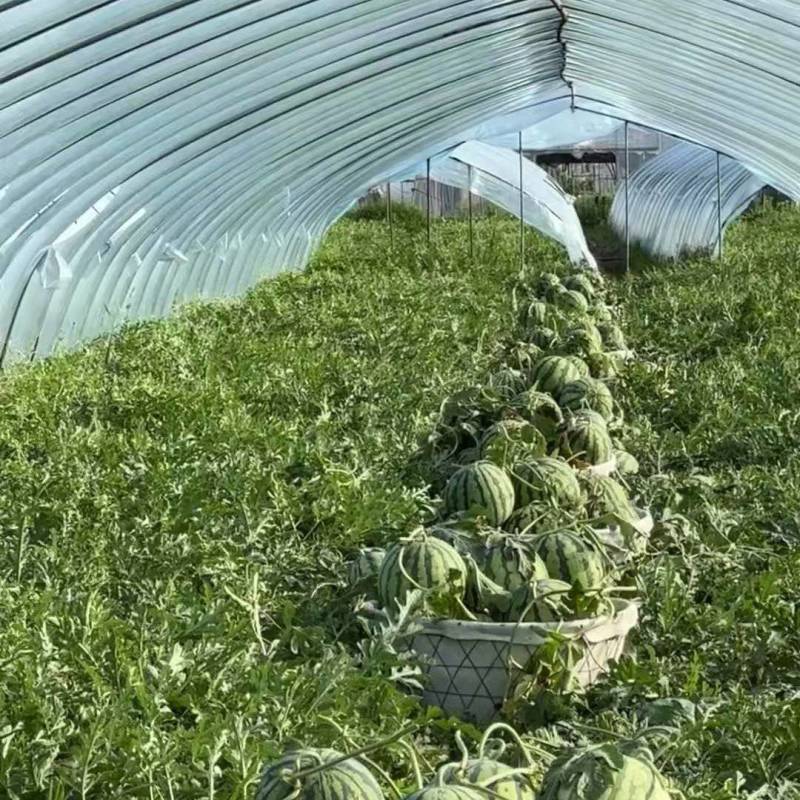 黑皮花皮甜王均大量有货薄皮红瓤黑籽甜度高口感好有需要联系