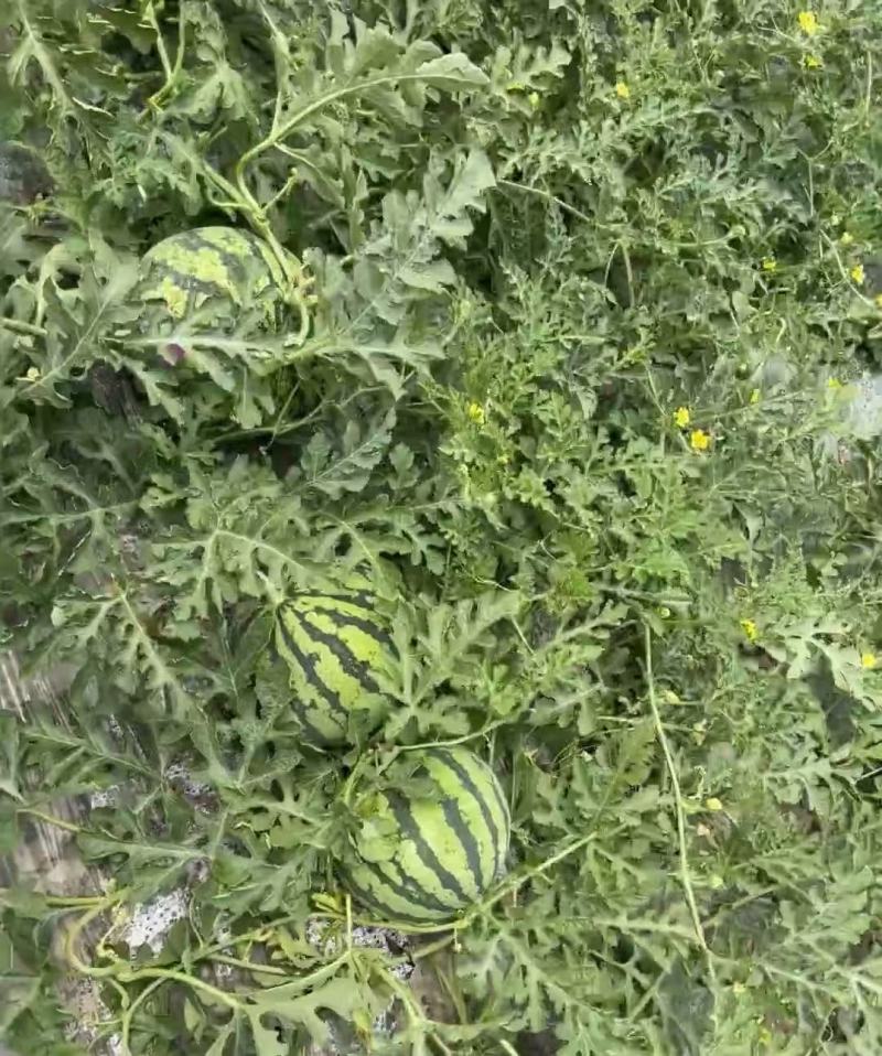 黑皮花皮甜王均大量有货薄皮红瓤黑籽甜度高口感好有需要联系