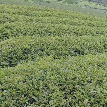 大量出售红景天苗，苍术苗
