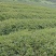 大量出售红景天苗，苍术苗