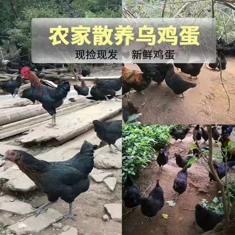 正宗农家散养乌鸡蛋新鲜绿壳鸡蛋新鲜支持全国发货