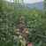 四川屏山茵红李，自产自销，可以代办，也可发快递