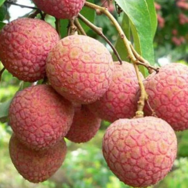 黑叶荔枝